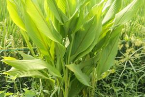 Turmeric or Curcuma longa Linn or rhizome root, a tuber plant that has a distinctive color and aroma photo