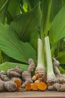 Turmeric or Curcuma longa Linn or rhizome root, a tuber plant that has a distinctive color and aroma photo