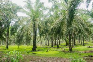 Oil palm or elaeis guineensis, oil palm plantations, neatly arranged oil palm trees, grow abundantly and become a large commodity in Indonesia photo
