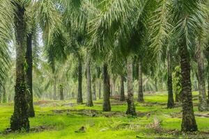 Oil palm or elaeis guineensis, oil palm plantations, neatly arranged oil palm trees, grow abundantly and become a large commodity in Indonesia photo