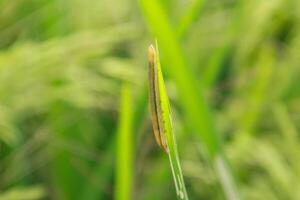 Spodoptera litura or fall armyworm also called ulat grayak in Indonesia, an insect that is a pest of rice plants photo