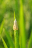 Scirpophaga incertulas or rice stalk borer, animal that belongs to the crambidae, animals become pests in rice plants photo