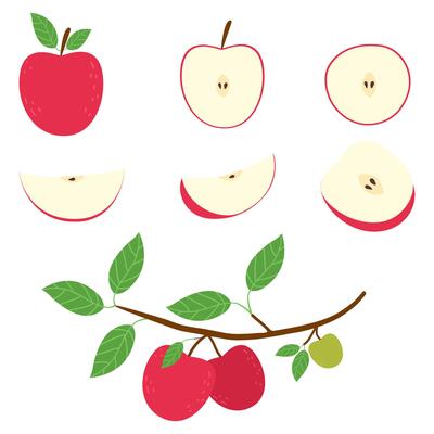 Hand drawn doodle apple set. Whole, half and slice fruit isolated on white.