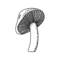 Mushroom drawn in the doodle style, with isolated lines for printing, poster, banner, greeting card, design element, icon. vector