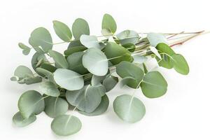 A bunch of eucalyptus leaves on a white background, with soft lighting, photo