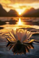 A lotus flower floating on the water, with sunlight shining through it and reflecting in the lake at sunset photo