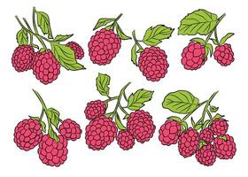 Raspberry Fruit Branch Icon Set. Food Illustration vector