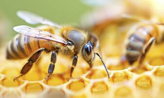 The queen bee is surrounded in the style of her court of worker bees, each working to make honeycombs and caring for the rest of their colony photo