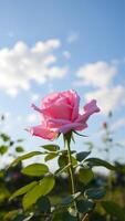 Pink rose with soft background. AI generate photo