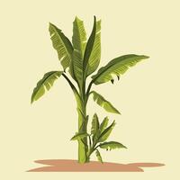 Green Banana trees with Background. vector