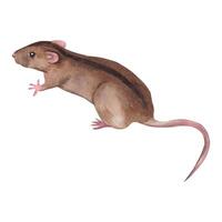 Handmade brown rat with a black stripe on its back, field mouse. All objects are hand-drawn with watercolors. Watercolor illustration. Suitable for printing on fabric, paper, for pet products vector