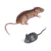 Set of watercolor illustrations. Brown domestic mouse with a black stripe on the back and a toy mouse for pets, a cat. All objects are hand-drawn with watercolors. For printing on pet products vector