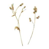 Sonchus and Poa pratensis two branches in ochre brown, pink and turquoise wild meadow dried flowers. Watercolor botanical illustration hand drawn. Set of elements isolated from background vector