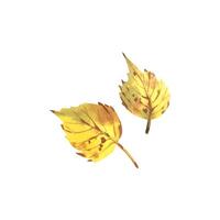 Two autumn birch leaves of yellow color with brown spots. Watercolor illustration drawn by hand. Set of separate elements isolated from the background. vector