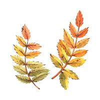 Two rowan leaves in orange, yellow and green. Hand-drawn watercolor illustration on the theme of autumn and harvest. Set of objects isolated from the background vector