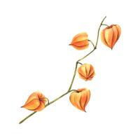 Branch of dried flower berry physalis Solanaceae bright orange color on green branch. Watercolor autumn illustrations hand drawn. Separate element isolated from background. vector