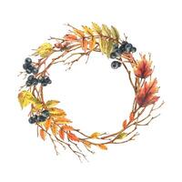 Autumn berries chokeberry, rowan leaves, maple, birch, tree branches and ladybugs. Watercolor illustrations. Round frame wreath isolated from background vector