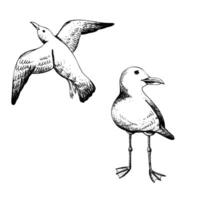 Seagulls one flying the other standing. Graphic line art hand drawn in black and white monochrome. Marine set of elements clip art vector
