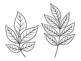 autumn leaves illustrations set in line art style. Graphic monochrome drawing. Hand drawn floral outline sketch, engraved illustration. Design element for coloring book, tattoo, logo, icon vector
