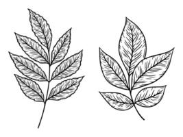 Autumn leaves illustrations set in line art style. Graphic monochrome drawing. Hand drawn floral outline sketch, engraved illustration. Design element for coloring book, tattoo, logo, icon vector
