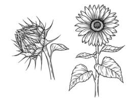 Sunflower illustration set in line art style. Graphic monochrome drawing. Hand drawn floral outline sketch, engraved illustration. Design element for coloring book, tattoo, logo, icon, label. vector