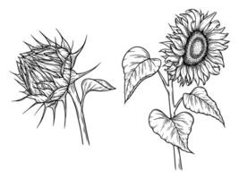 sunflower illustrations set in line art style. Graphic monochrome drawing. Hand drawn floral outline sketch, engraved illustration. Design element for coloring book, tattoo, logo, icon, label. vector
