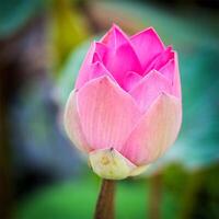 Lotus close up photo