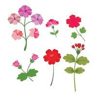 Geranium flower set isolated flat illustration on white background vector