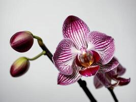 Close up portrait of a strikingly vibrant orchid in full bloom with buds on a slender stem against a neutral background photo