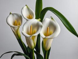 A close up portrait of elegant white calla lilies with vibrant green leaves against a neutral background photo