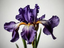 Photograph of a meticulously detailed violet iris in full bloom against a neutral background photo