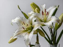 A close up photograph of elegant white lilies in full bloom captured against a plain background photo