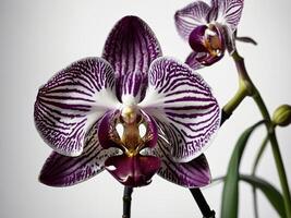 Portrait of a strikingly beautiful purple and white orchid with intricate patterns gracefully capturing the elegance and complexity of nature photo