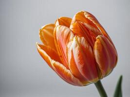 Close up of a Vibrant Orange Tulip in Full Bloom against a Neutral Background photo