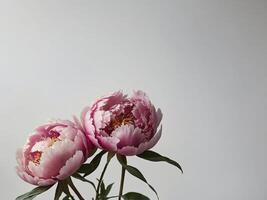 A photograph of delicate pink peonies gracefully poised against a minimalist white background photo