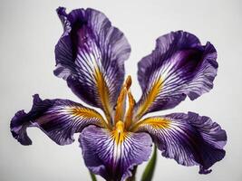 Close up of a Vibrant Purple Iris Flower in Full Bloom photo