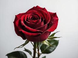 A pristine crimson rose adorned with dewdrops stands elegantly against a soft white backdrop photo