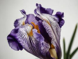 Elegant Purple Iris Flower on Neutral Background Displaying Textured Petals and Vibrant Details photo