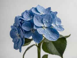 Close up of hydrangea flowers adorned with water droplets photo