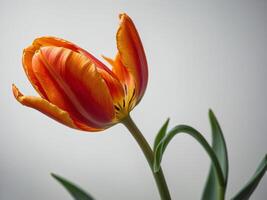 A striking orange tulip in full bloom against a neutral background photo