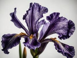 Portrait of a detailed vibrantly colored purple iris flower in full bloom photo