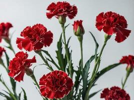 A vivid arrangement of red carnations with serrated edges stands against a soft neutral background photo