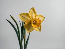 Portrait of a Bright Yellow Daffodil in Full Bloom against a Soft Gray Background photo
