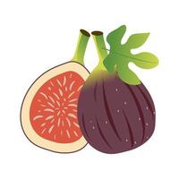 Fig with green tropical leaf and fig slice isolated on white background. vector