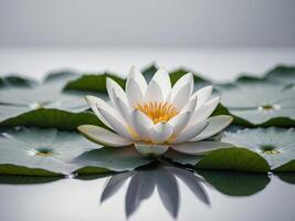 An exquisite white lotus flower gracefully blooms amidst serene lily pads on a tranquil water surface photo