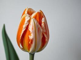 Close-Up of a Vibrant Orange and White Tulip Flower in Bloom Against a Plain Background photo