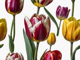 Portrait of a vibrant array of tulips in full bloom photo