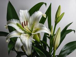 Elegant White Lilies in Bloom with Lush Green Foliage Captured in Natural Light photo