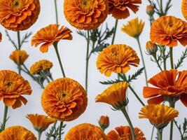 An array of vibrant marigold flowers in full bloom set against a light background photo