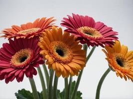 A close-up portrait of vibrant Gerbera daisies arranged elegantly against a plain background photo